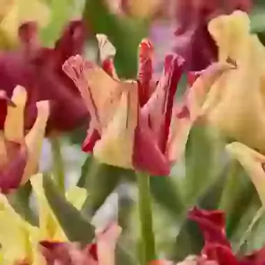 Flaming Crown
